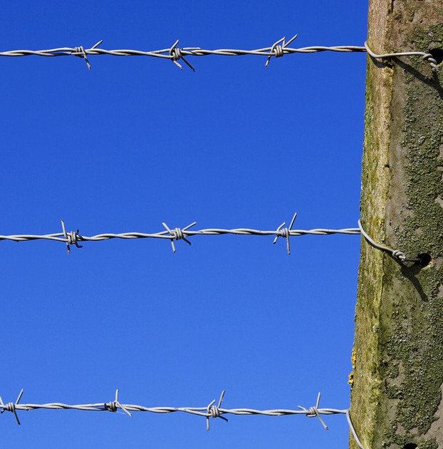 Galvanized Barbed Wire