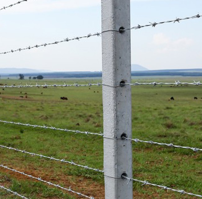 Galvanized Barbed Wire