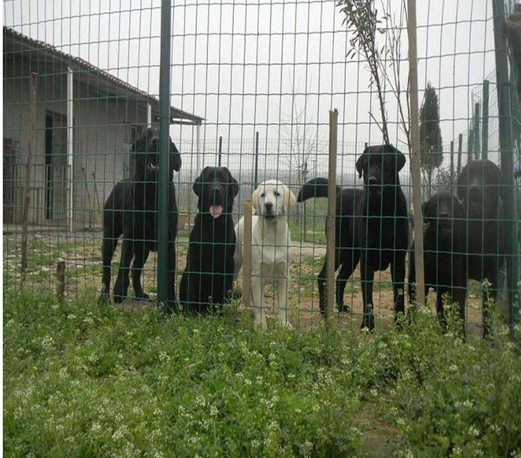 Euro fence