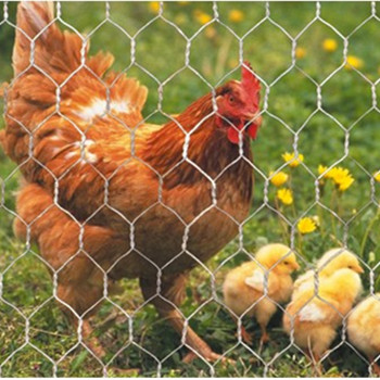 Hexagonal Chicken Wire Mesh