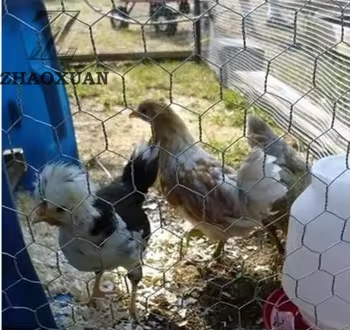 Hexagonal Chicken Wire Mesh